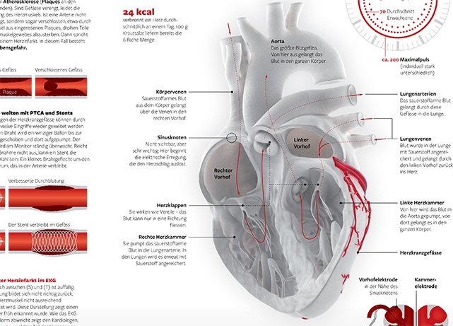 Infografik über die Funktion eines Herzen