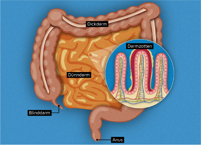 Grafische Darstellung des Darms
