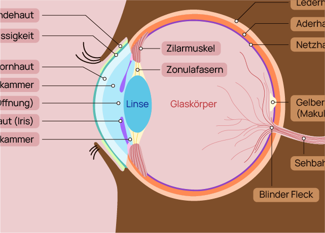 Grafik mit Beschriftung für das Auge